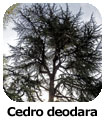 Cedro deodara